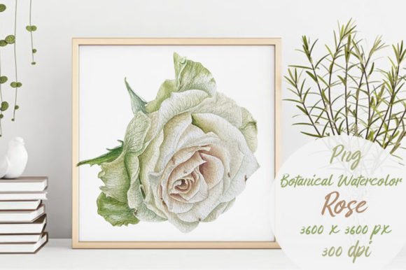 Sublimation Watercolor White Rose, Png: A Designer’s Honest Take for Real-World Embroidery Use